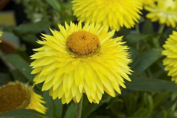 Golden everlasting, Strawflower Xerochrysum bracteatum ‘Strawbust Yellow’