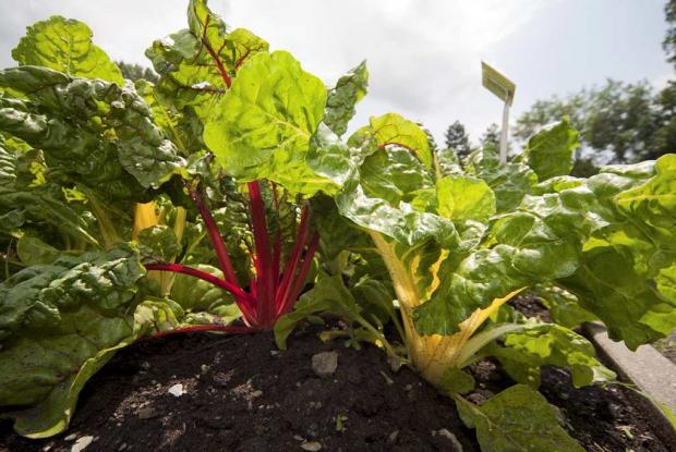 Swiss chard Swiss chard