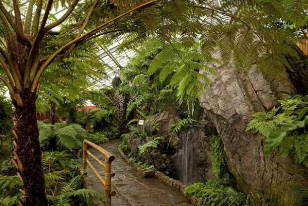 Ferns Greenhouse