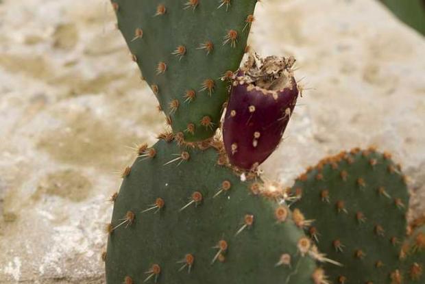 Paddle cactus in fruit Paddle cactus (Opuntia sp.) in fruit