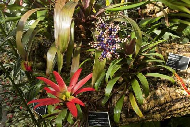mt0040779.jpg Serre de la forêt tropicale humide