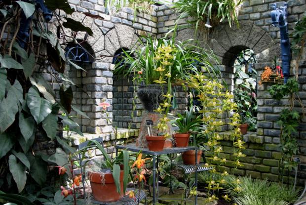 Serre des orchidées et aracées Sur des murs en ruines la nature reprend ses droits à la Serre des orchidées et des aracées.