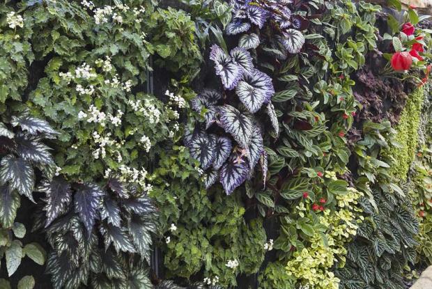 Mur végétal de bégonias et de gesnériacées