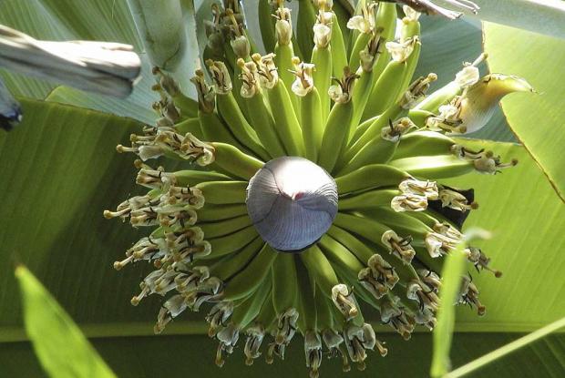 Banana tree Musa x paradisiaca 'Gros Michel'