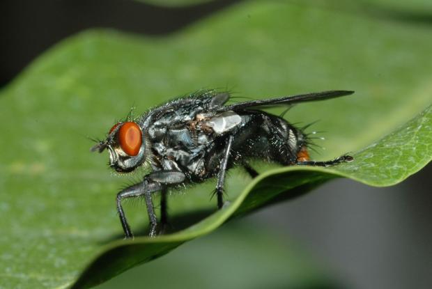 Fly, of the family Sarcophagidae