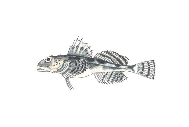 Myoxocephalus octodecemspinosus
