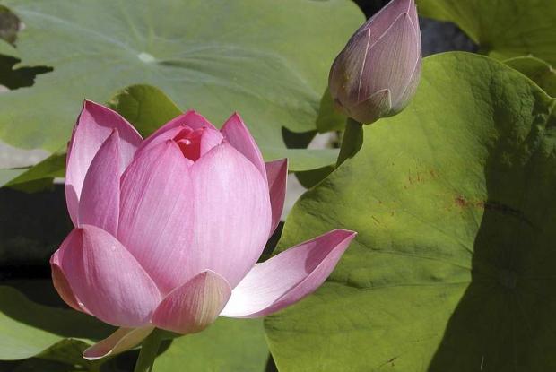 Lotus Nelumbo nucifera 'Youyii Hong San Hao'