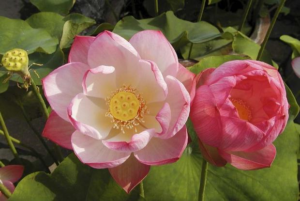 Lotus Nelumbo nucifera 'An Tou Chun'