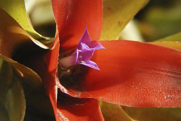 Neoregelia 'Fireball'