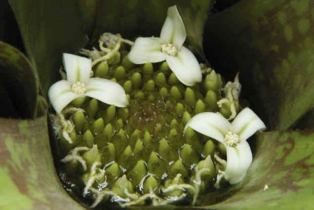 Neoregelia marmorata