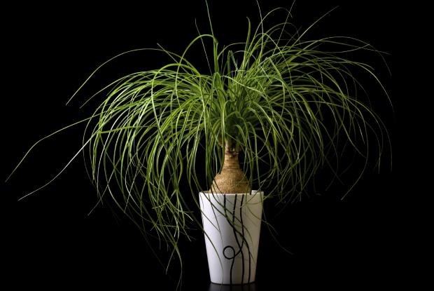 Nolina recurvata