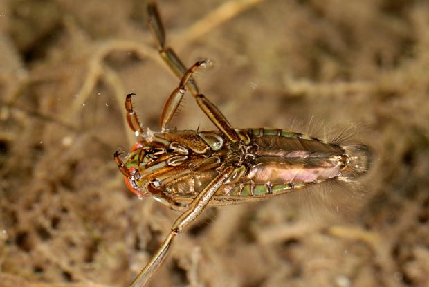 Notonectidae, Québec, Canada.