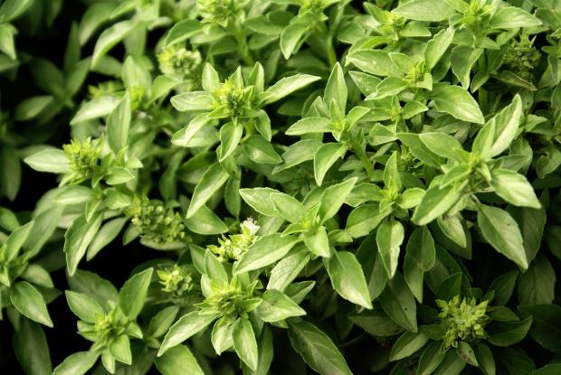Ocimum basilicum