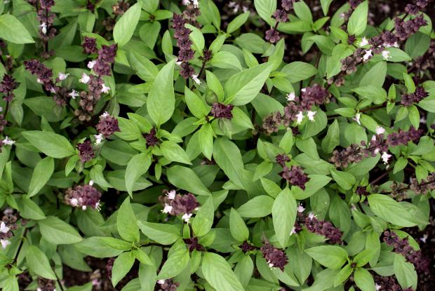 Ocimum basilicum 'Cinnamon'