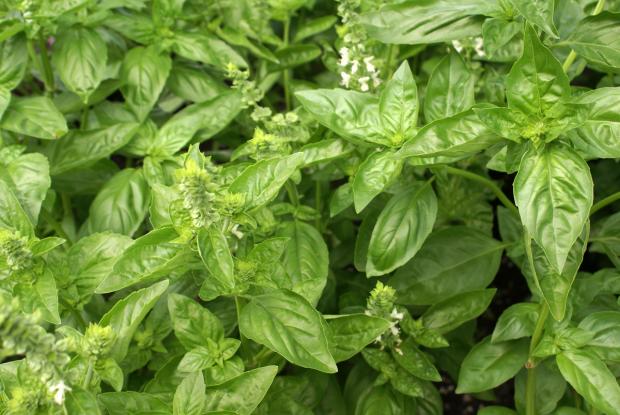 Ocimum basilicum 'Italian Large Leaf'