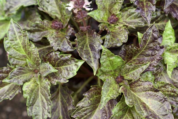 Ocimum basilicum 'Purple Ruffles'