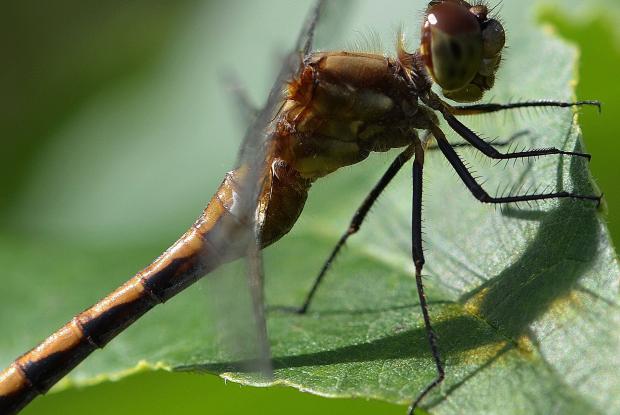 Odonata (ordre).