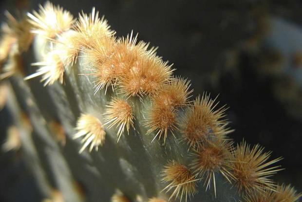 Are Jumping Spiders Good for Succulents?