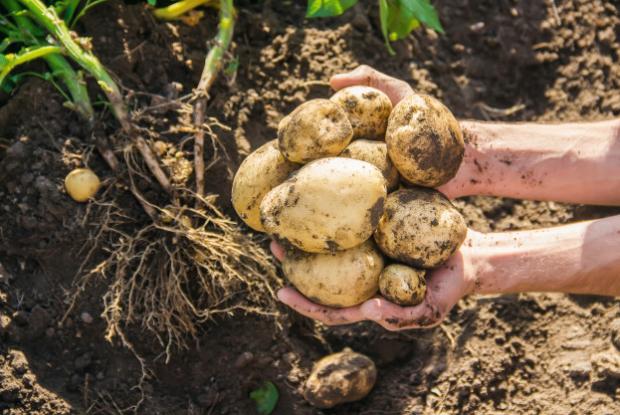 Pomme De Terre Toute Fin - T'as La Patate