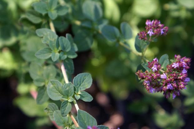 Origanum vulgare