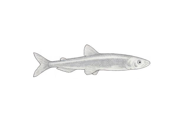 Osmerus mordax