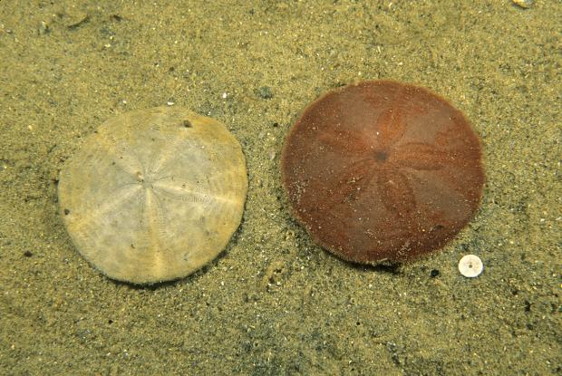 Common sand dollar | Space for life