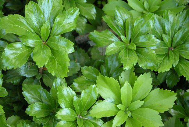 Plantes Couvre Sol Espace Pour La Vie