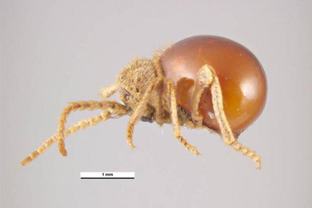 Shiny spider beetle
