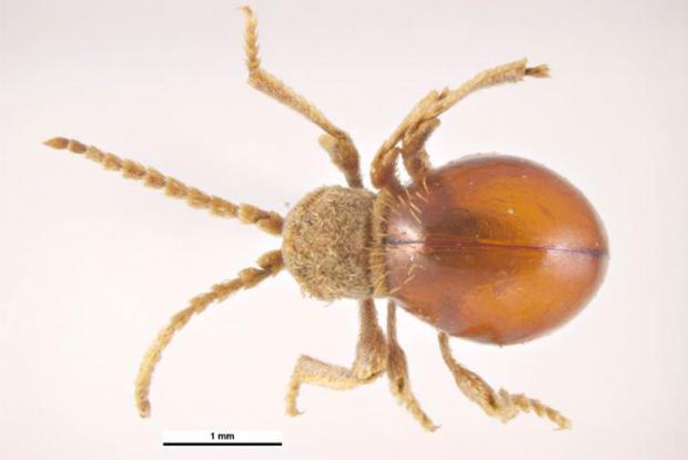 Shiny spider beetle