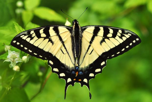 Papillon tigr du Canada Espace pour la vie