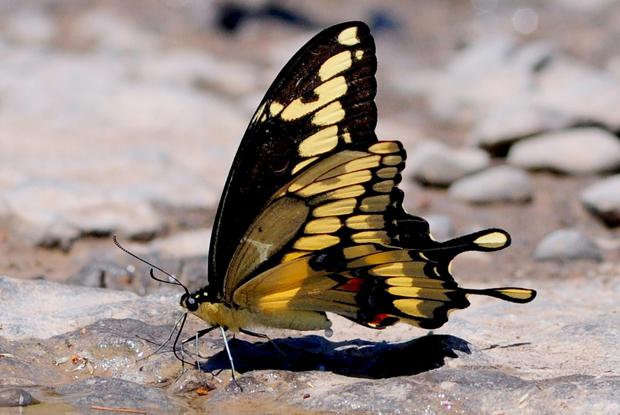 Giant Swallowtail 'Papilio cresphontes'