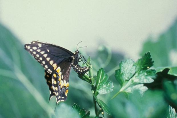 Papilio polyxenes asterius, Québec, Canada.