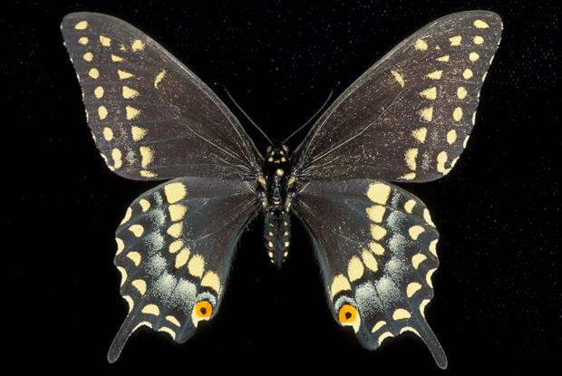Papilio polyxenes asterius, Québec, Canada.