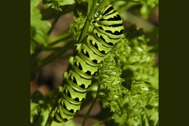 Black swallowtail Papilio polyxenes asterius, Québec, Canada.
