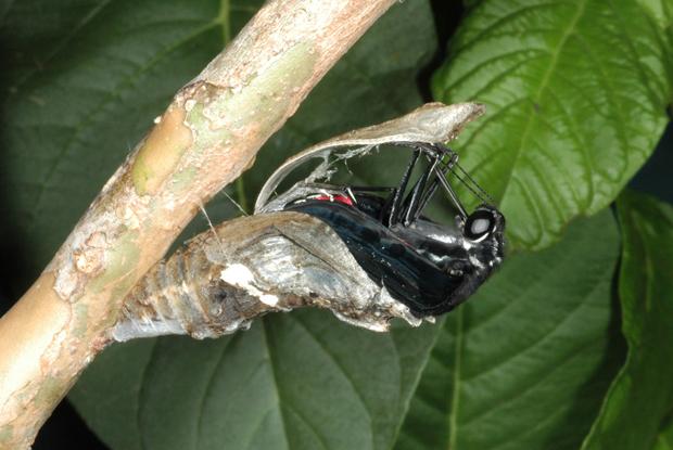 Rumanzovia swallowtail, emergence Papilio rumanzovia, Philippines.
