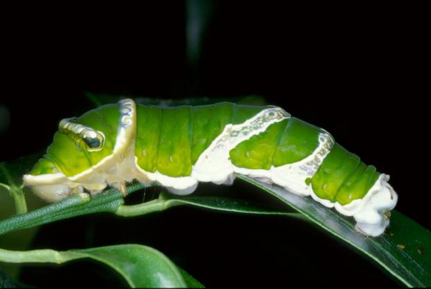 Complete metamorphosis of insects | Space for life Complete metamorphosis of insects | Space for life