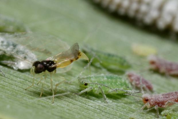 Laying of a parasitoid, Québec, Canada.