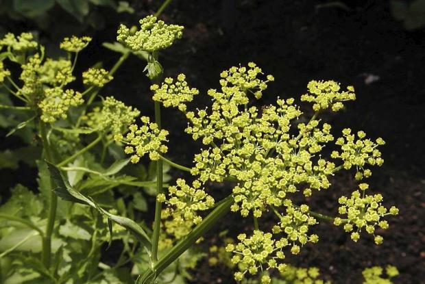 Panais sauvage Pastinaca sativa