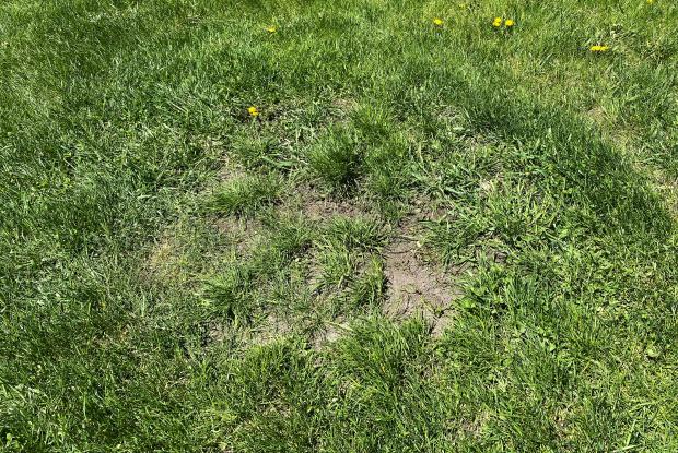 Sparse lawn