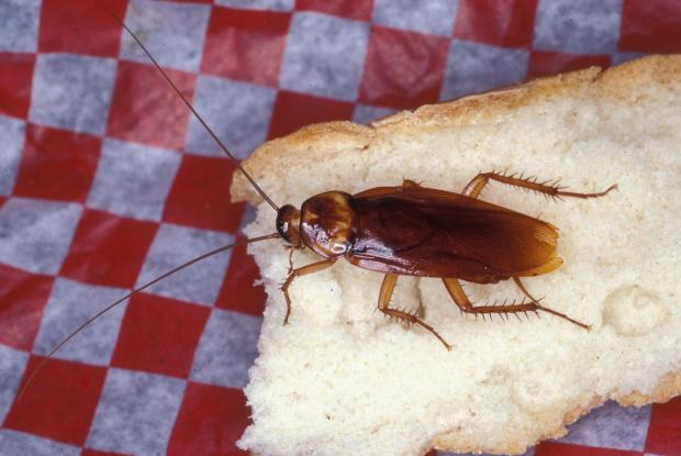 les cafards ( Blattes) des insectes pas comme les autres!