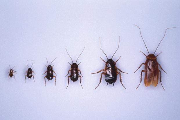 Incomplete metamorphosis of insects | Space for life Incomplete metamorphosis of insects | Space for life