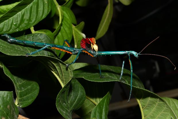 Phasme bleu de Madagascar