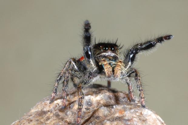 Les araign es sont elles dangereuses Espace pour la vie