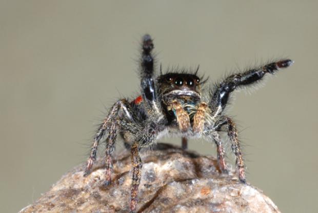 Araignée sauteuse Phidippus johnsoni, Québec, Canada.
