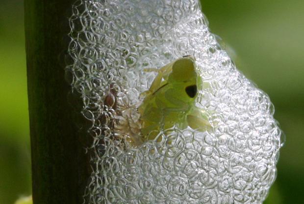 Philaenus spumarius, Québec, Canada.