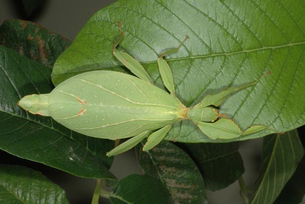 Phyllium sp., Philippines.