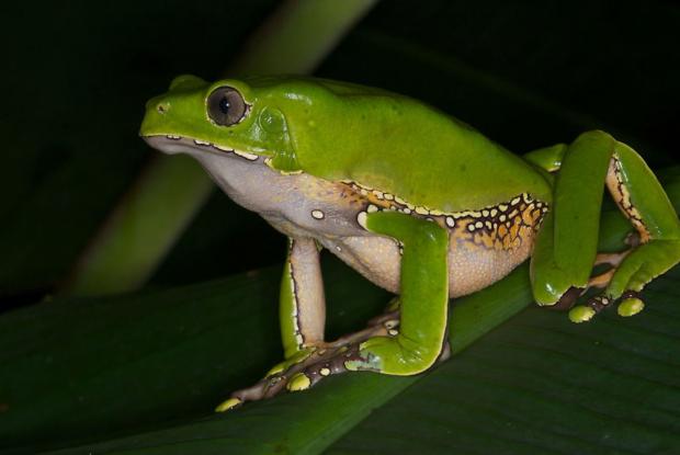 New jumbo outlet “bouncing Japanese tree frog