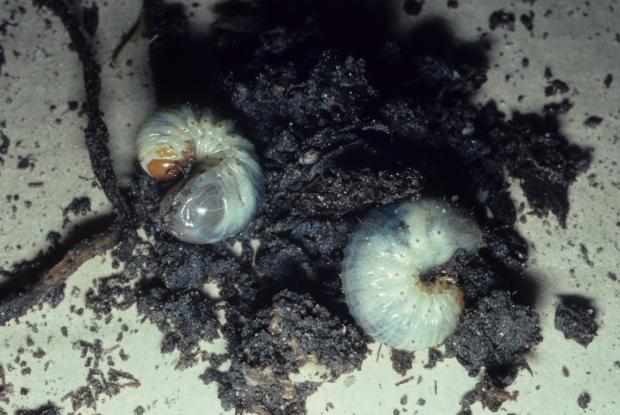 Phyllophaga anxia