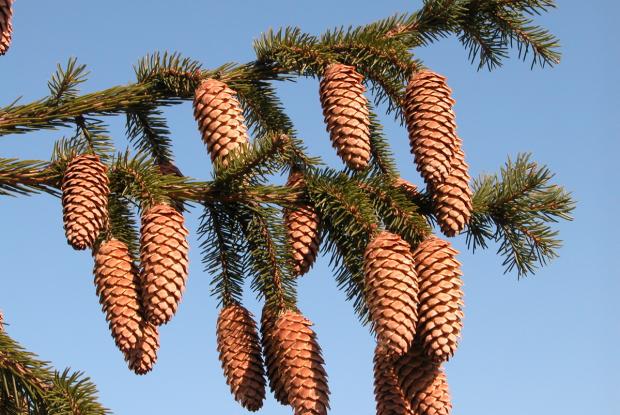 Picea abies 'Rubra Spicata' cones