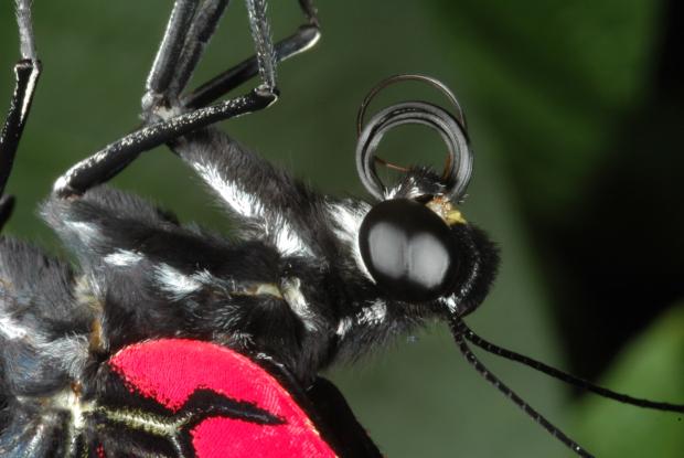 Pièce buccale d'un papillon